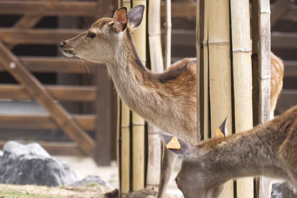 Foto van Sikahert (Cervus nippon) in Pairi Daiza België