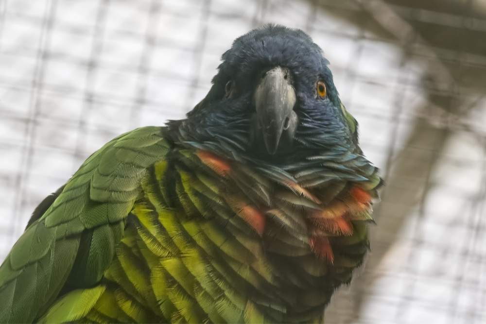 Foto van Sint-Lucia-amazone (Amazona versicolor) in Pairi Daiza België