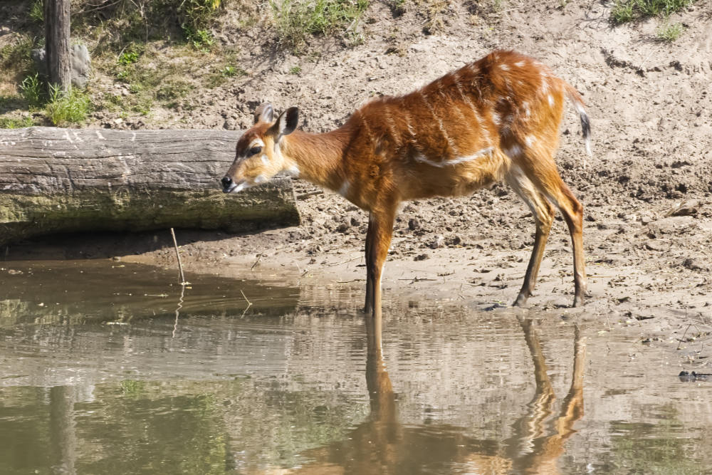 Foto van Sitatoenga (Ragelaphus spekii) in Beekse Bergen Hilvarenbeek