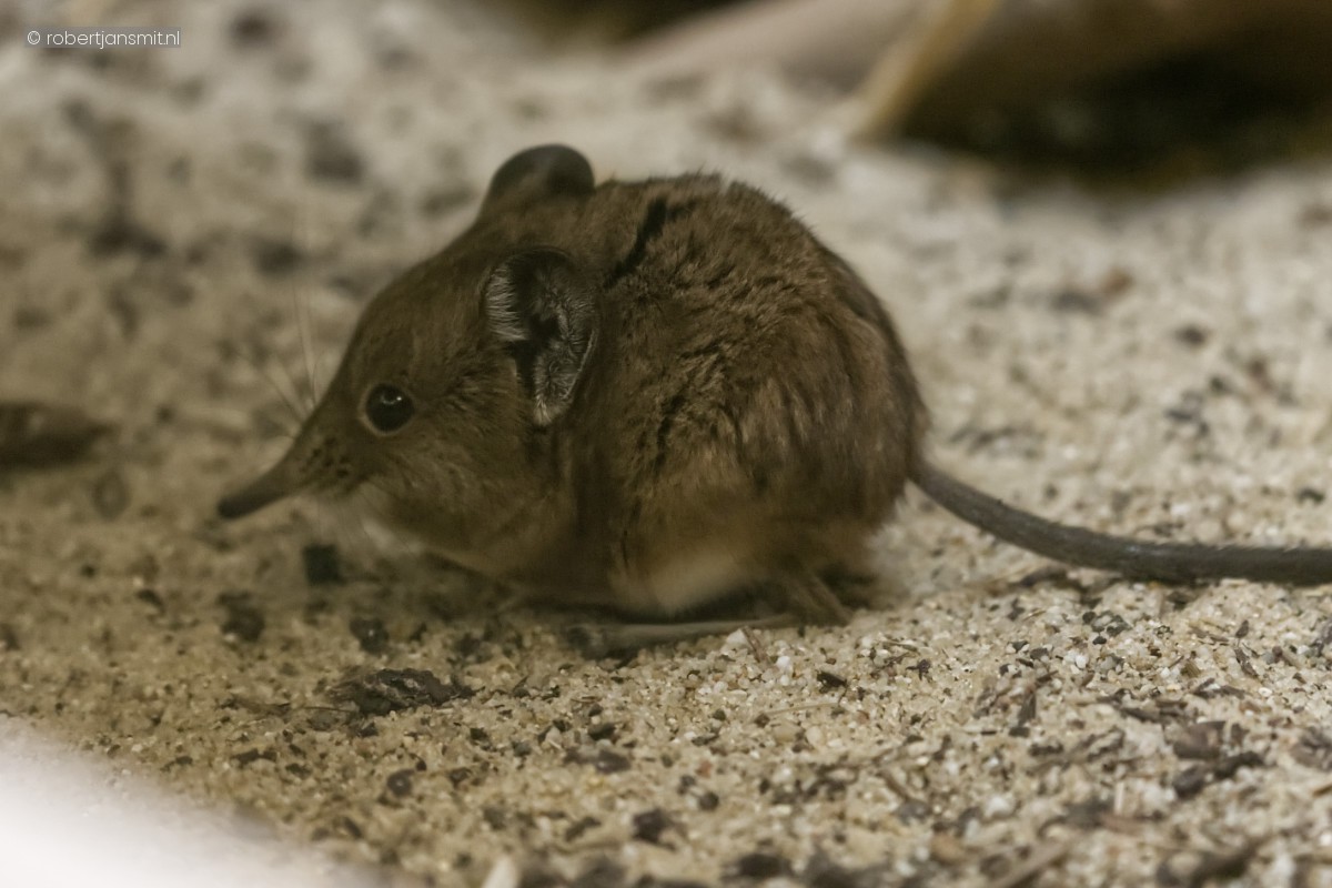Foto van slurfspitsmuis (Macroscelides proboscideus) in Artis Amsterdam