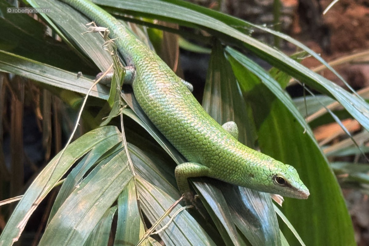 Foto van Smaragdskink (Lamprolepis smaragdina) in Dierenpark Amersfoort