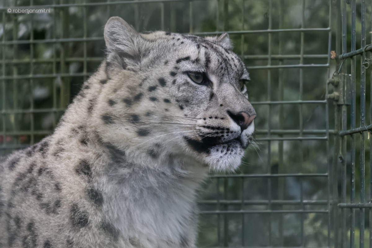 Foto van Sneeuwpanter (Panthera uncia) in Zoo Krefeld