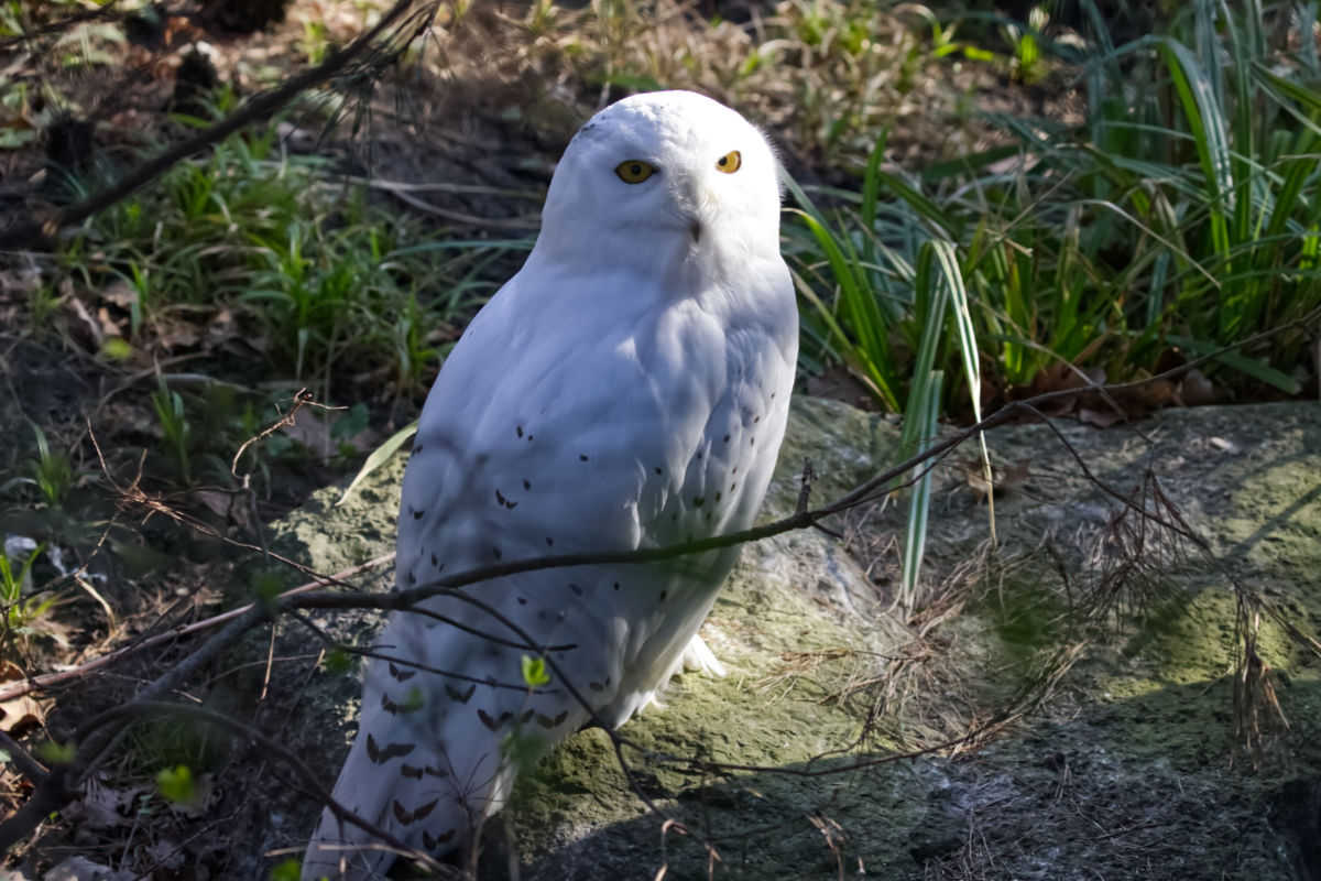 Foto van Sneeuwuil (Bubo scandiacus) in Zoo Berlin