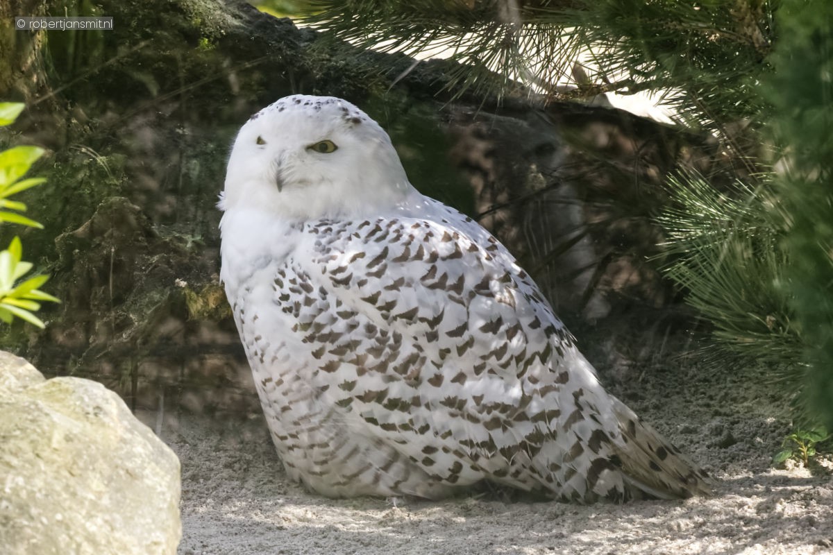 Foto van Sneeuwuil (Bubo scandiacus) in Zoo Krefeld