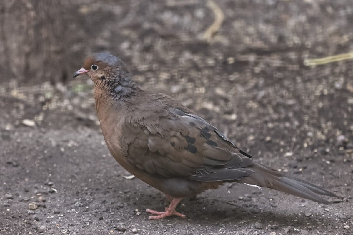 Foto van Socorroduif (Zenaida graysoni) in Zoo Berlin