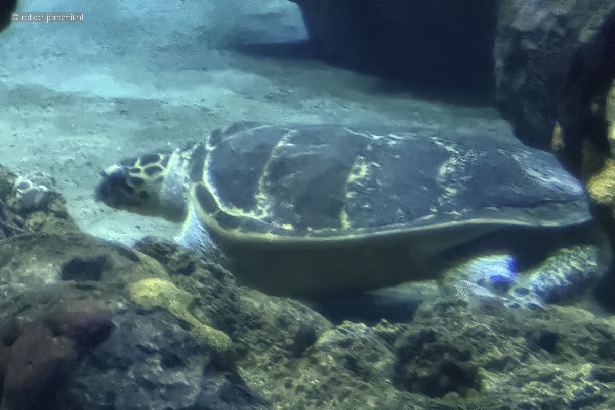 Foto van Soepschildpad (Chelonia mydas) in Blijdorp Rotterdam