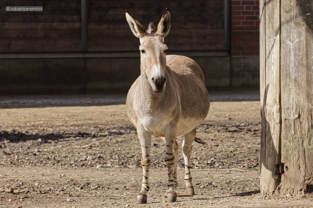 Foto van Somalische wilde ezel (Equus africanus somalicus) in Tierpark Berlin