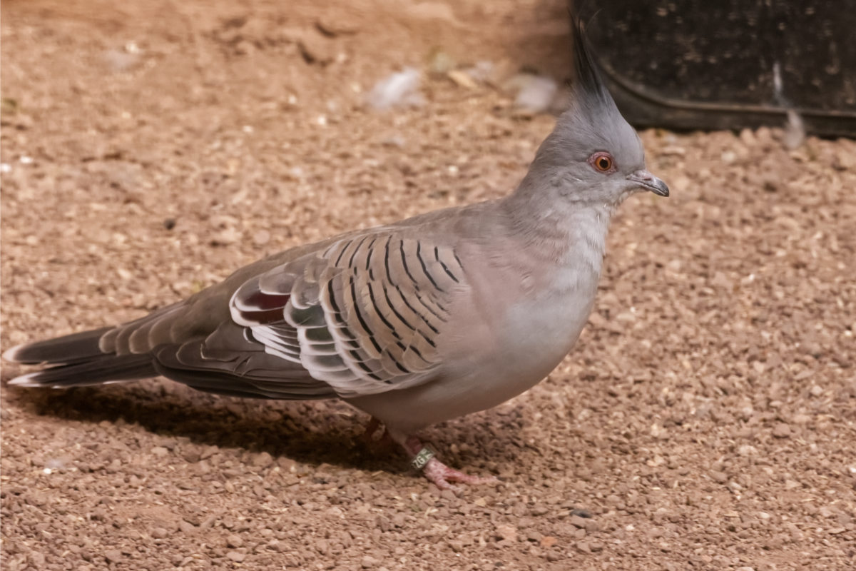 Foto van Spitskuifduif (Ocyphaps lophotes) in Zoo Berlin
