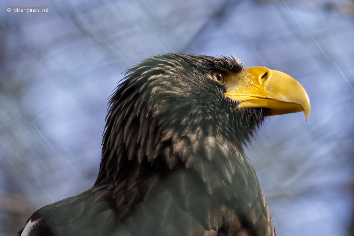 Foto van Stellers zeearend (Haliaeetus pelagicus) in Tierpark Berlin