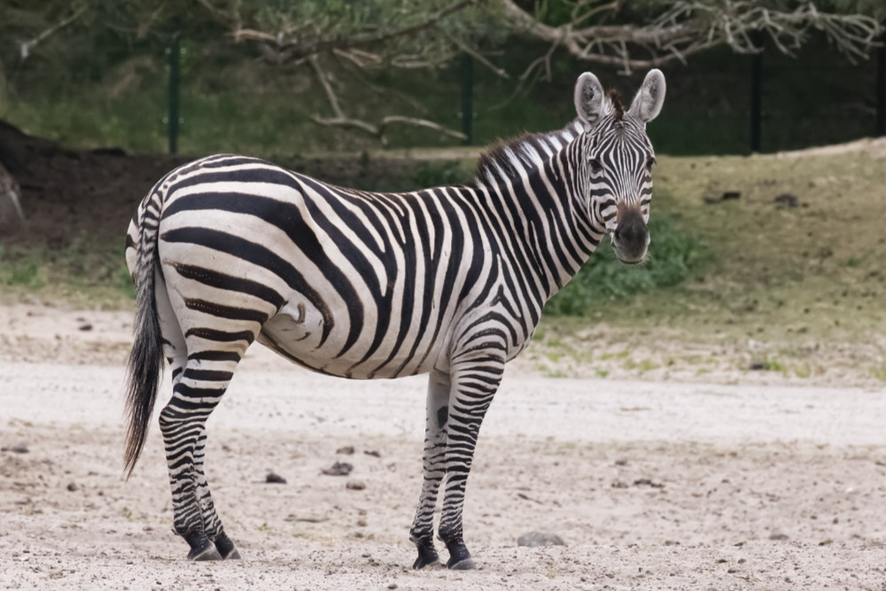 Zebra 