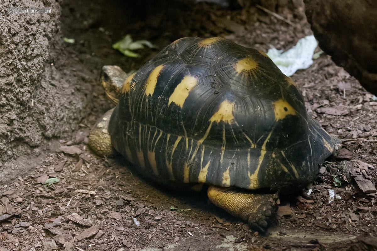 Foto van Stralenschildpad (Astrochelys radiata) in Tierpark Berlin