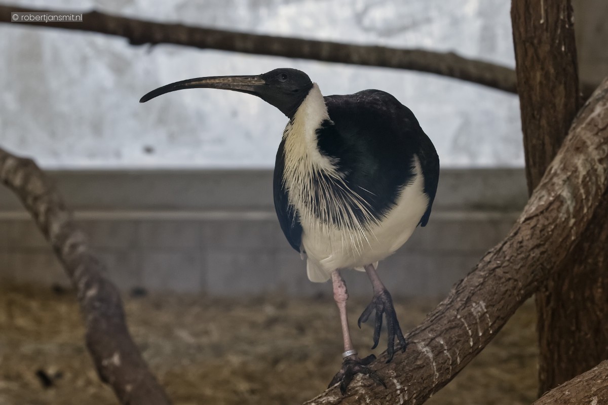 Foto van Strohalsibis (Threskiornis spinicollis) in Tierpark Berlin