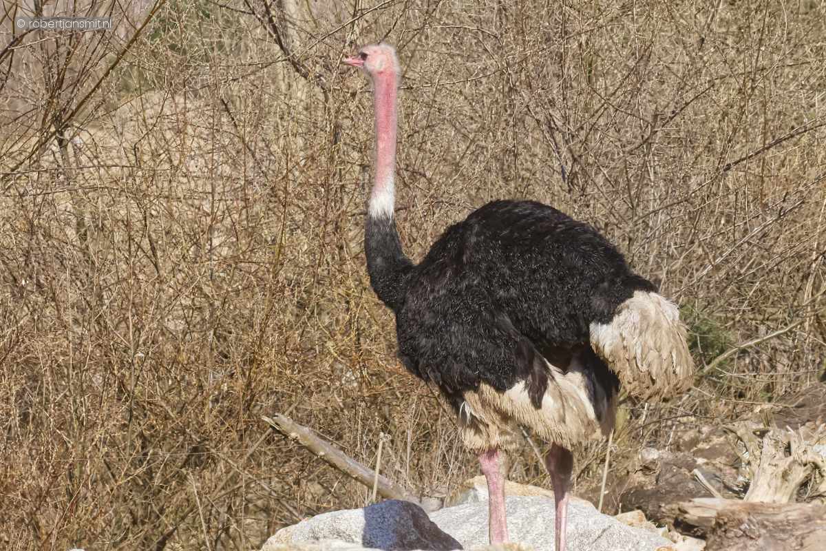 Foto van Struisvogel (Struthio camelus) in Tierpark Berlin