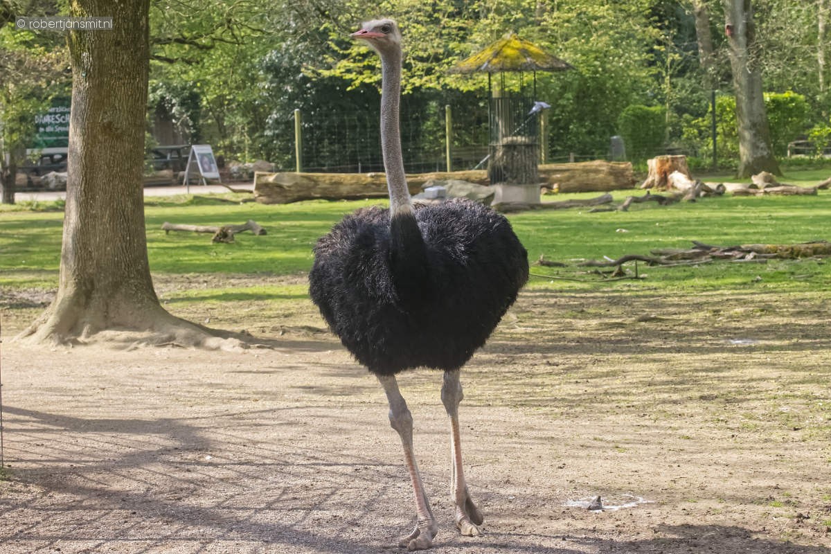 Foto van Struisvogel (Struthio camelus) in Zoo Krefeld