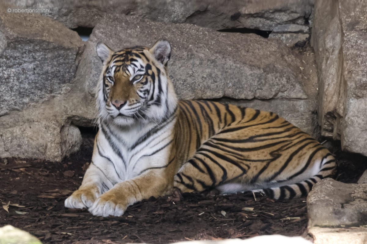 Foto van Sumatraanse tijger (Panthera tigris sumatrae) in Tierpark Berlin