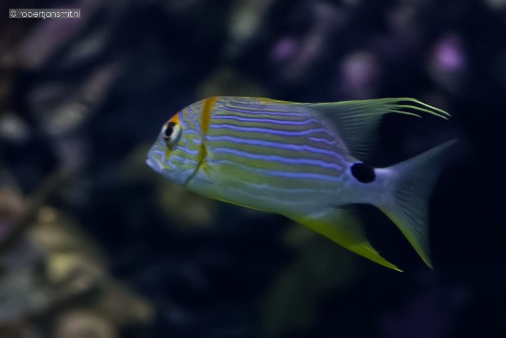 Foto van Draadvin Snapper (Symphorichthys spilurus) in Blijdorp Rotterdam