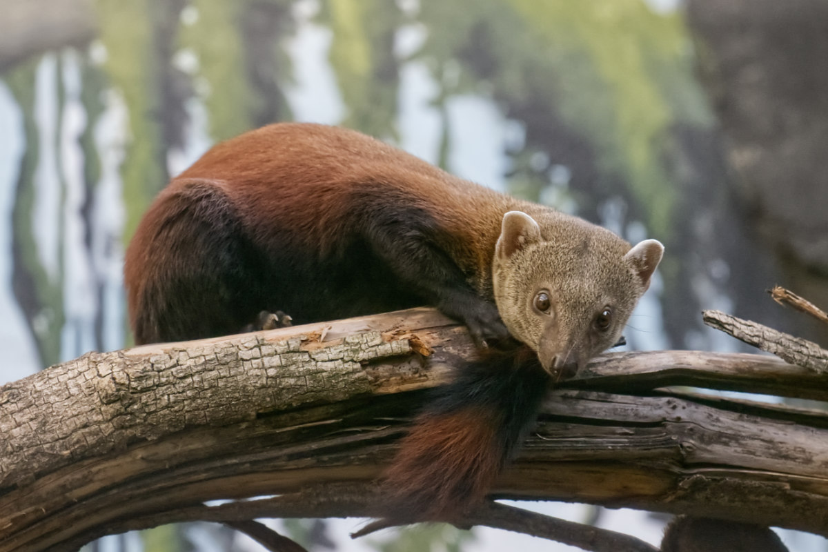 Foto van Tayra (Eira barbara) in Zoo Berlin