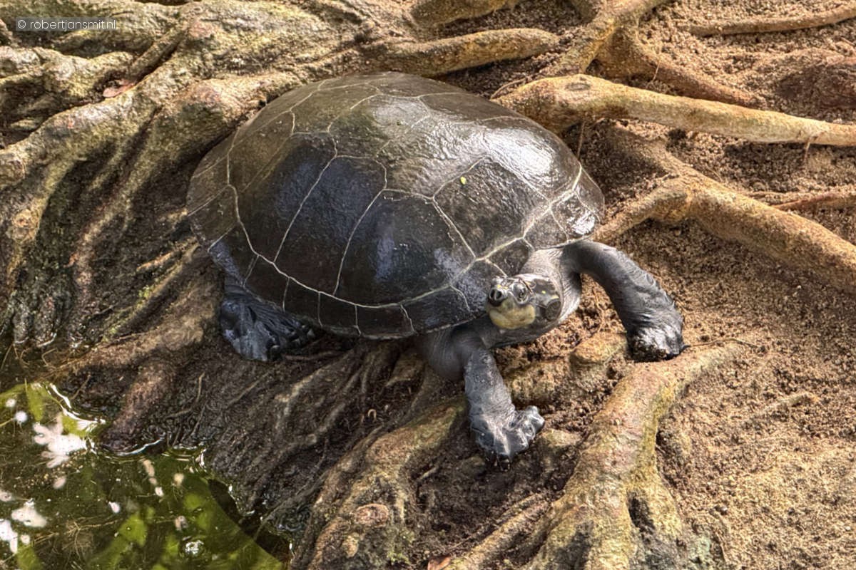 Foto van Terekayschildpad (Podocnemis unifilis) in Zoo Krefeld