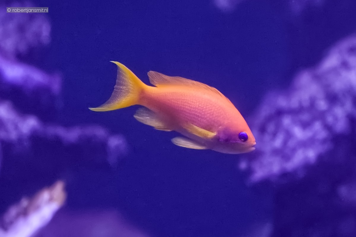 Foto van Threadfin Anthias (Nemanthias carberryi) in Blijdorp Rotterdam