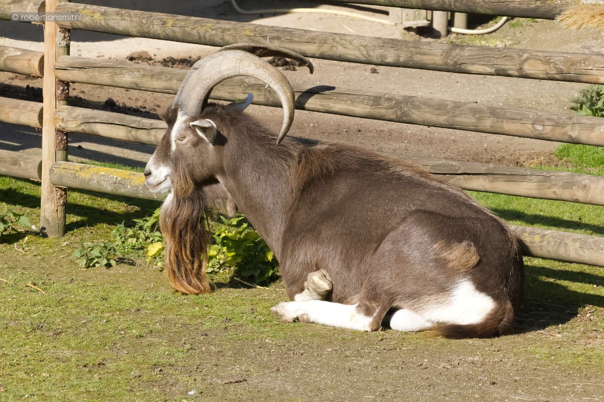 Foto van Thüringer woud geit (Capra hircus thuringiensis) in Zoo Krefeld