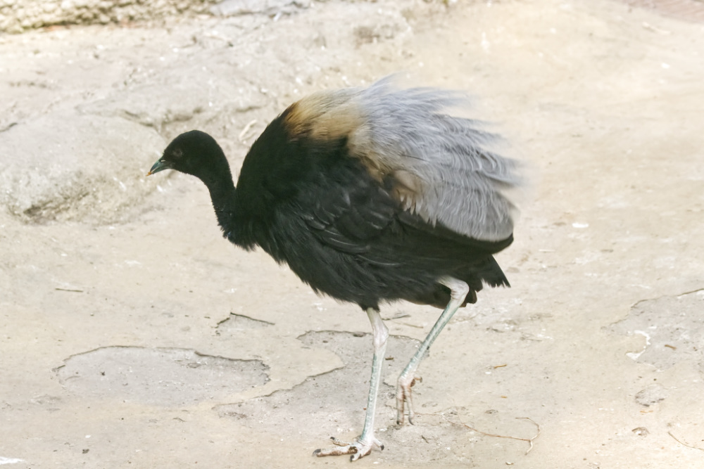 Trompetvogel 
