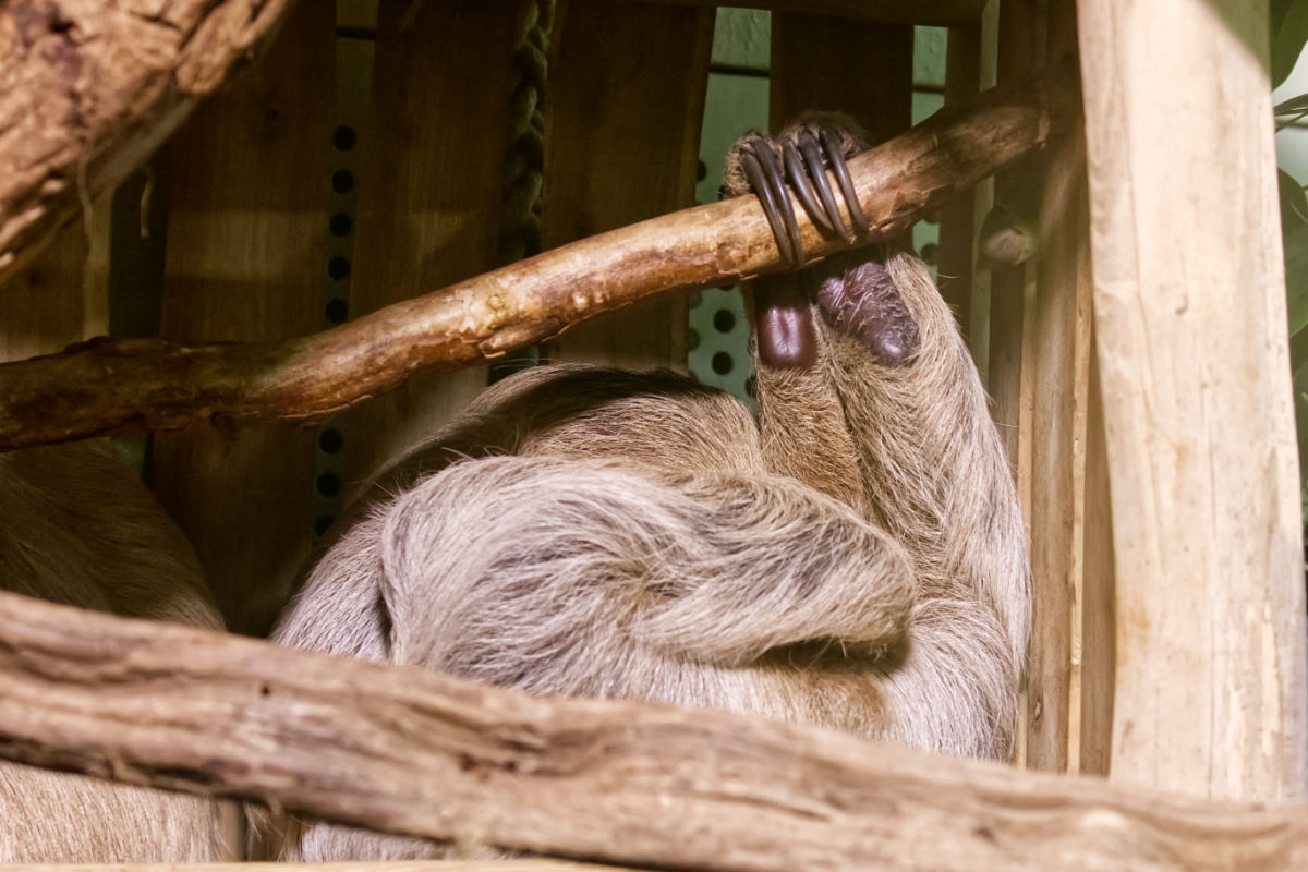 Foto van Tweevingerige luiaard (Choloepus didactylus) in Zoo Berlin
