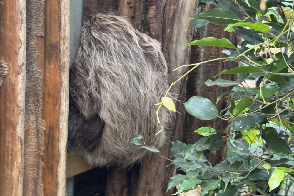 Foto van Tweevingerige luiaard (Choloepus didactylus) in ZooParc Overloon