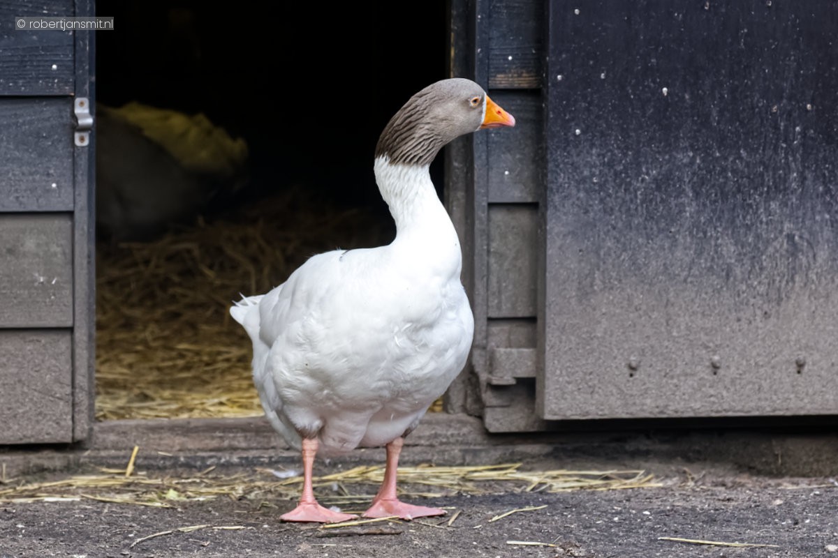 Foto van Twentse landgans () in Dierenpark Amersfoort