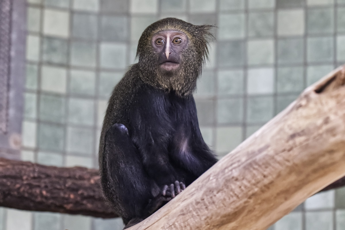 Foto van Uilenkopmeerkat (Cercopithecus hamlyni) in Zoo Berlin