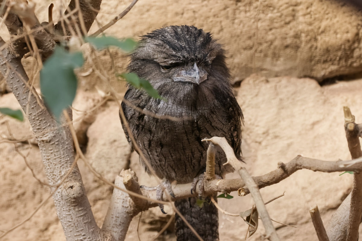 Foto van Uilnachtzwaluw (Podargus strigoides) in Zoo Berlin