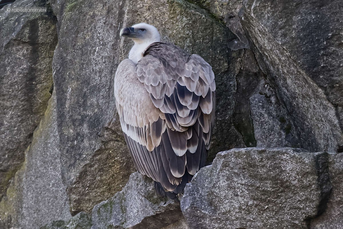 Foto van Vale gier (Gyps fulvus) in Tierpark Berlin
