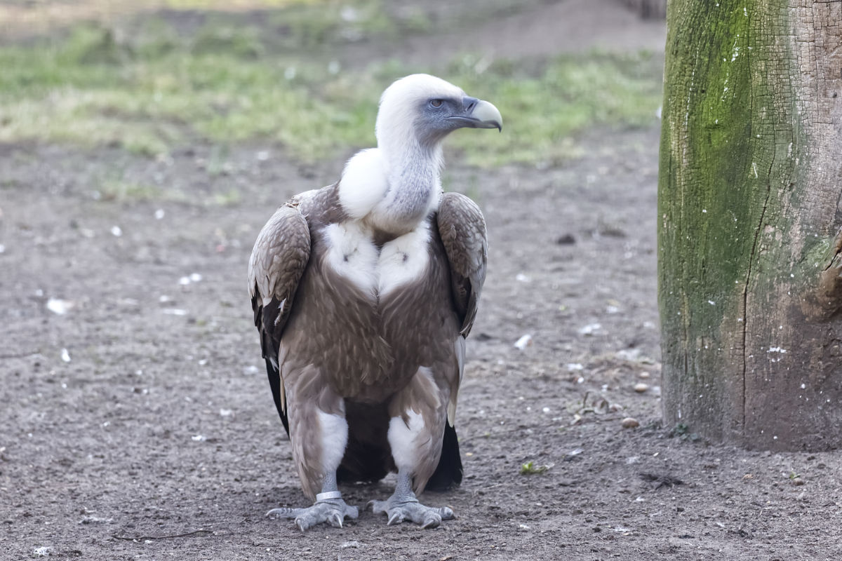 Foto van Vale gier (Gyps fulvus) in Zoo Berlin