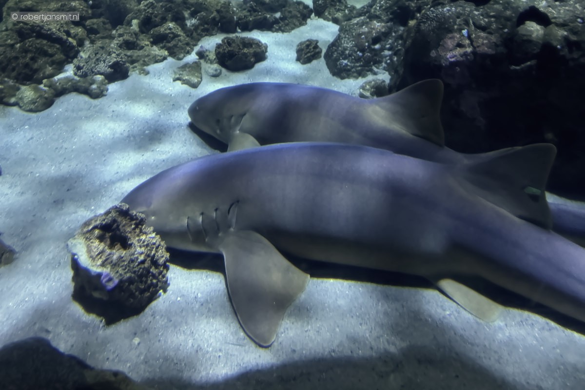 Foto van Verpleegsterhaai (Ginglymostomatidae) in Blijdorp Rotterdam
