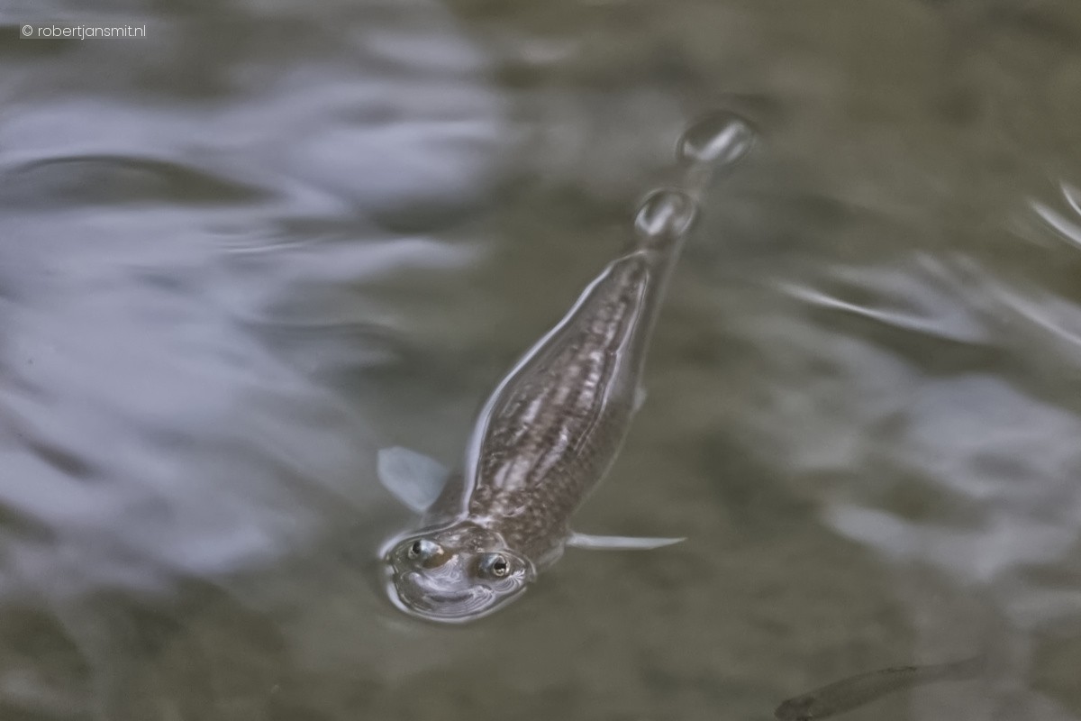 Foto van Vieroogvis (Anableps anableps) in Burgers Zoo Arnhem