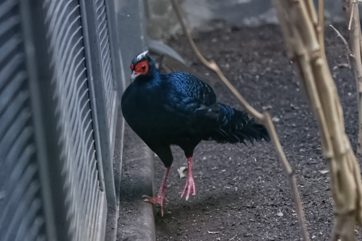 Foto van Vietnamfazant (Lophura edwardsi) in Zoo Berlin
