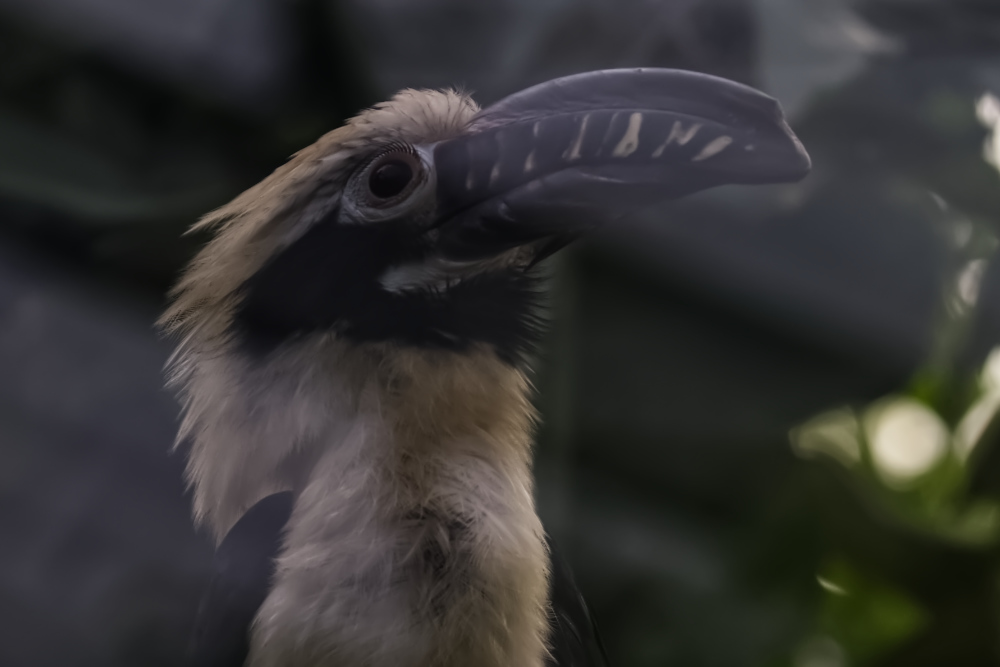 Visayaneushoornvogel 