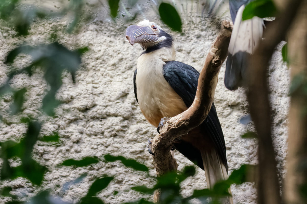 Foto van Visayaneushoornvogel (Penelopides panini) in Zoo Berlin