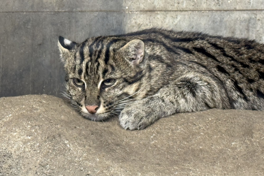 Vissende kat 