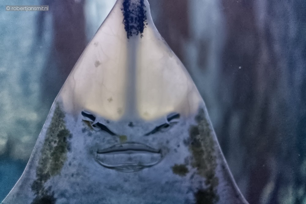 Foto van Vleet (Dipturus batis) in Blijdorp Rotterdam