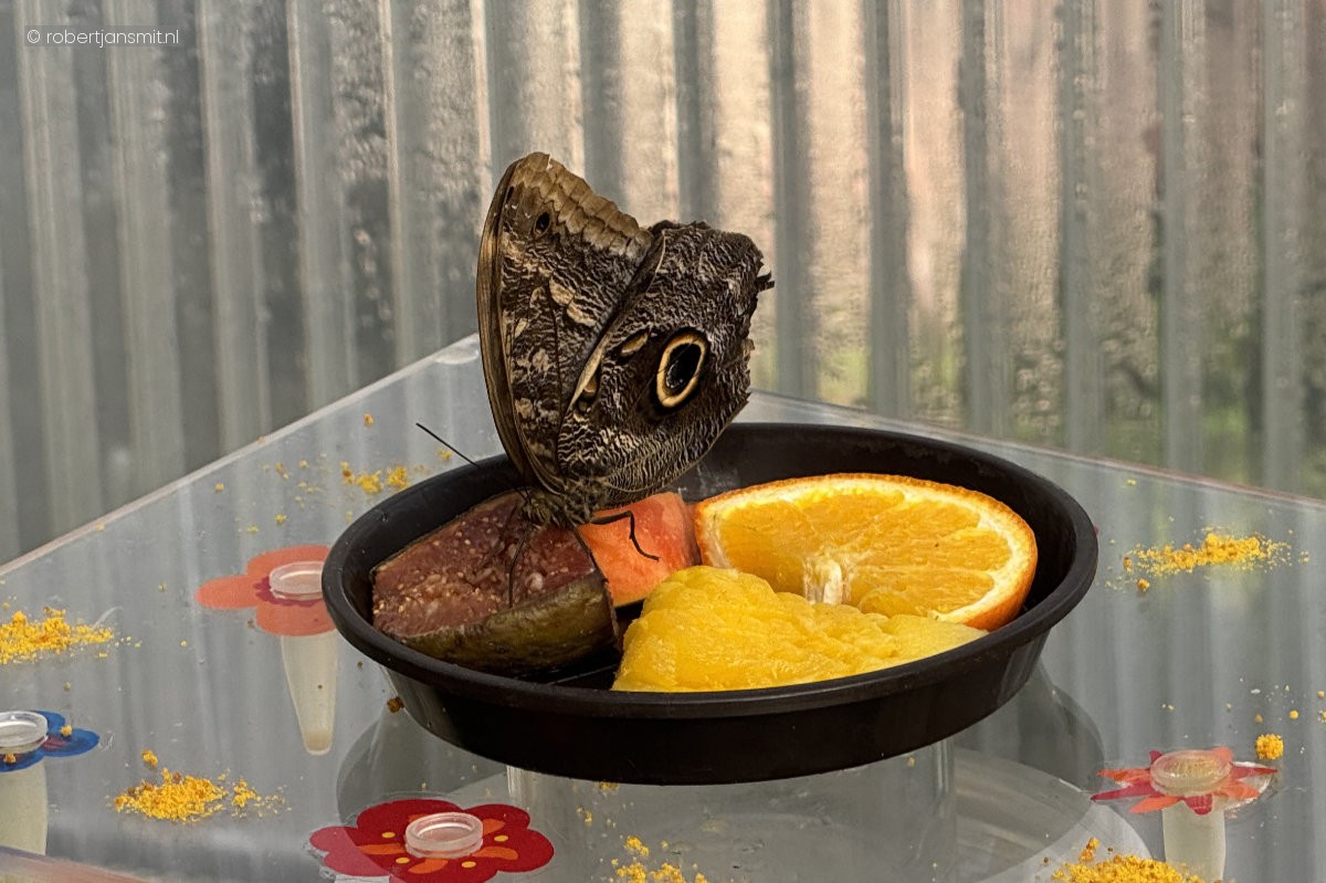 Foto van Vlinders (Lepidoptera) in Zoo Krefeld