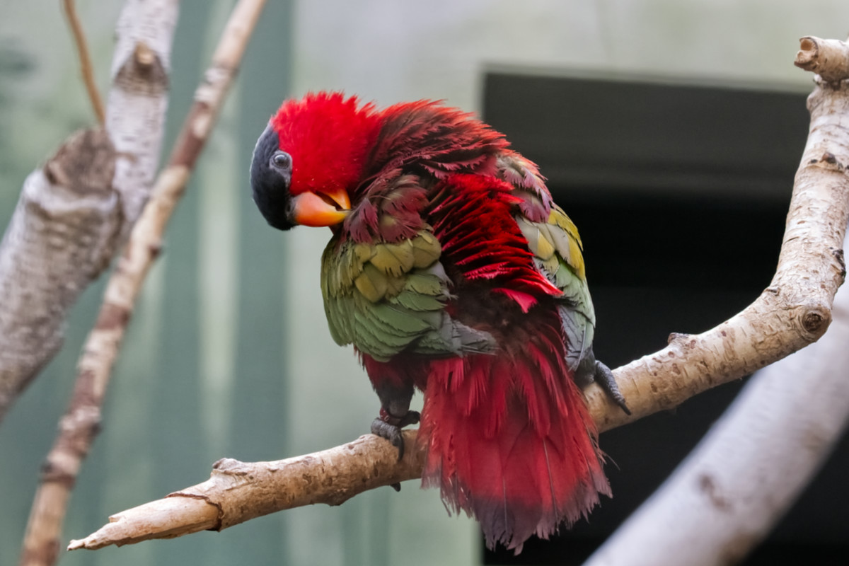 Foto van Vrouwenlori (Lorius domicella) in Zoo Berlin