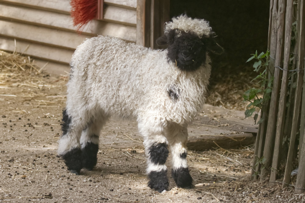 Foto van Walliser zwartneusschaap () in Pairi Daiza België