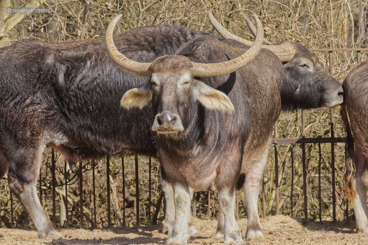 Foto van Waterbuffel (Bubalus arnee bubalis) in Tierpark Berlin