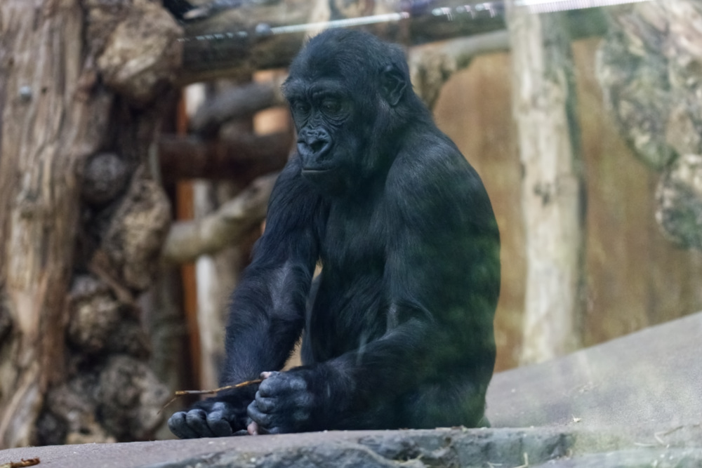 Gorilla 