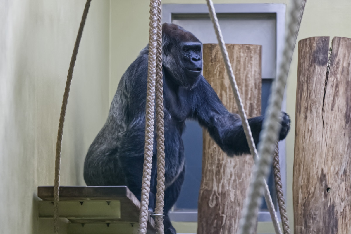 Foto van Westelijke laaglandgorilla (Gorilla gorilla gorilla) in Zoo Berlin