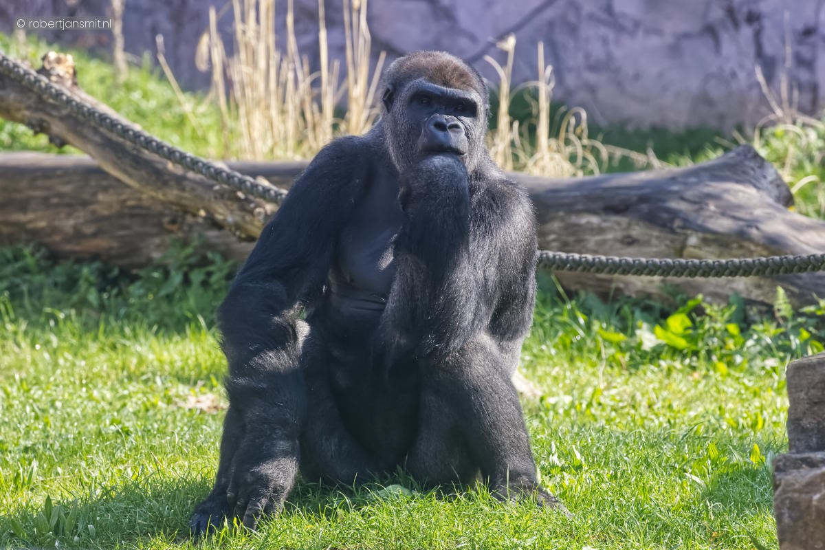 Foto van Westelijke laaglandgorilla (Gorilla gorilla gorilla) in Zoo Krefeld