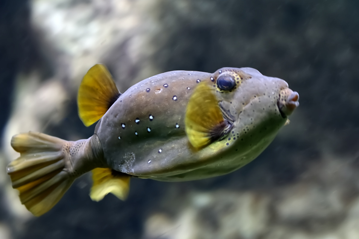Foto van Witgevlekte kogelvis (Arothron hispidus) in Artis Amsterdam