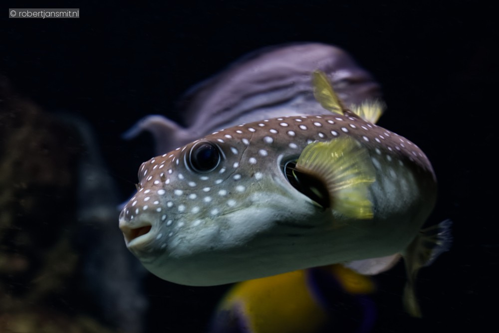 Foto van Witgevlekte kogelvis (Arothron hispidus) in Zoo Antwerpen België
