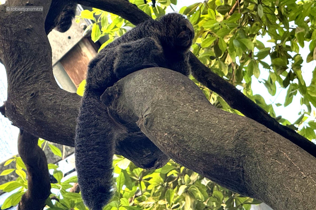 Foto van Witgezichtsaki (Pithecia pithecia) in Zoo Krefeld