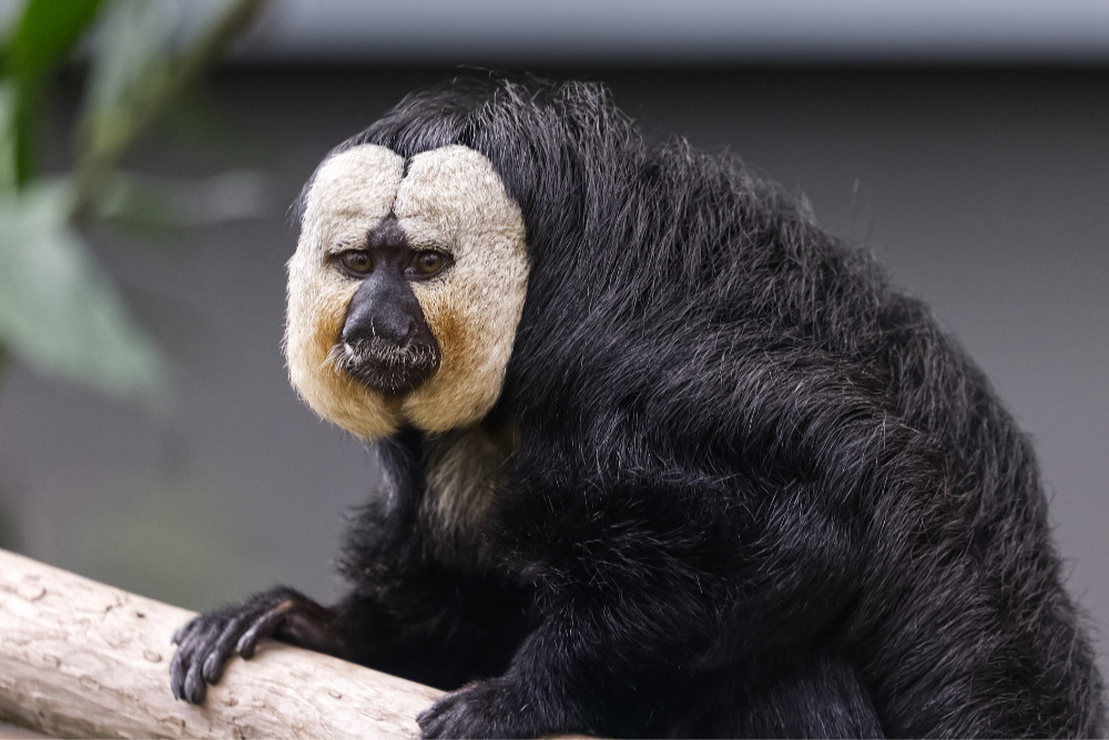 Foto van Witgezichtsaki (Pithecia pithecia) in ZooParc Overloon